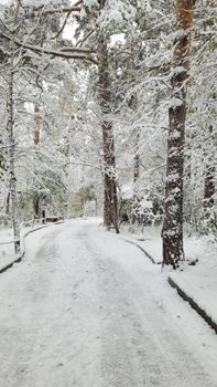 Discover a tranquil snow-covered path winding through a quiet forest in winter.