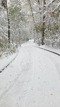 Serene snow-covered path in a winter forest landscape.
