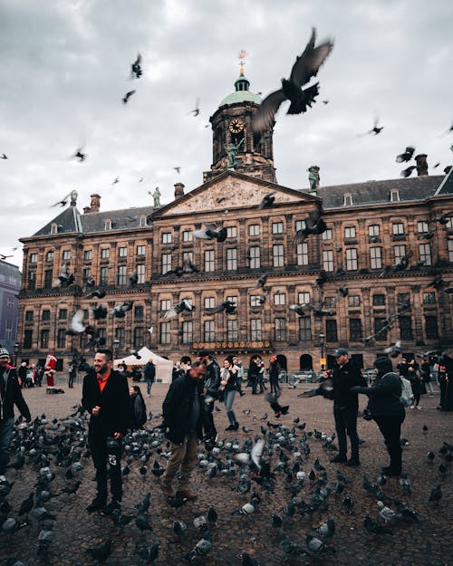 People Standing Near Flock of Birds