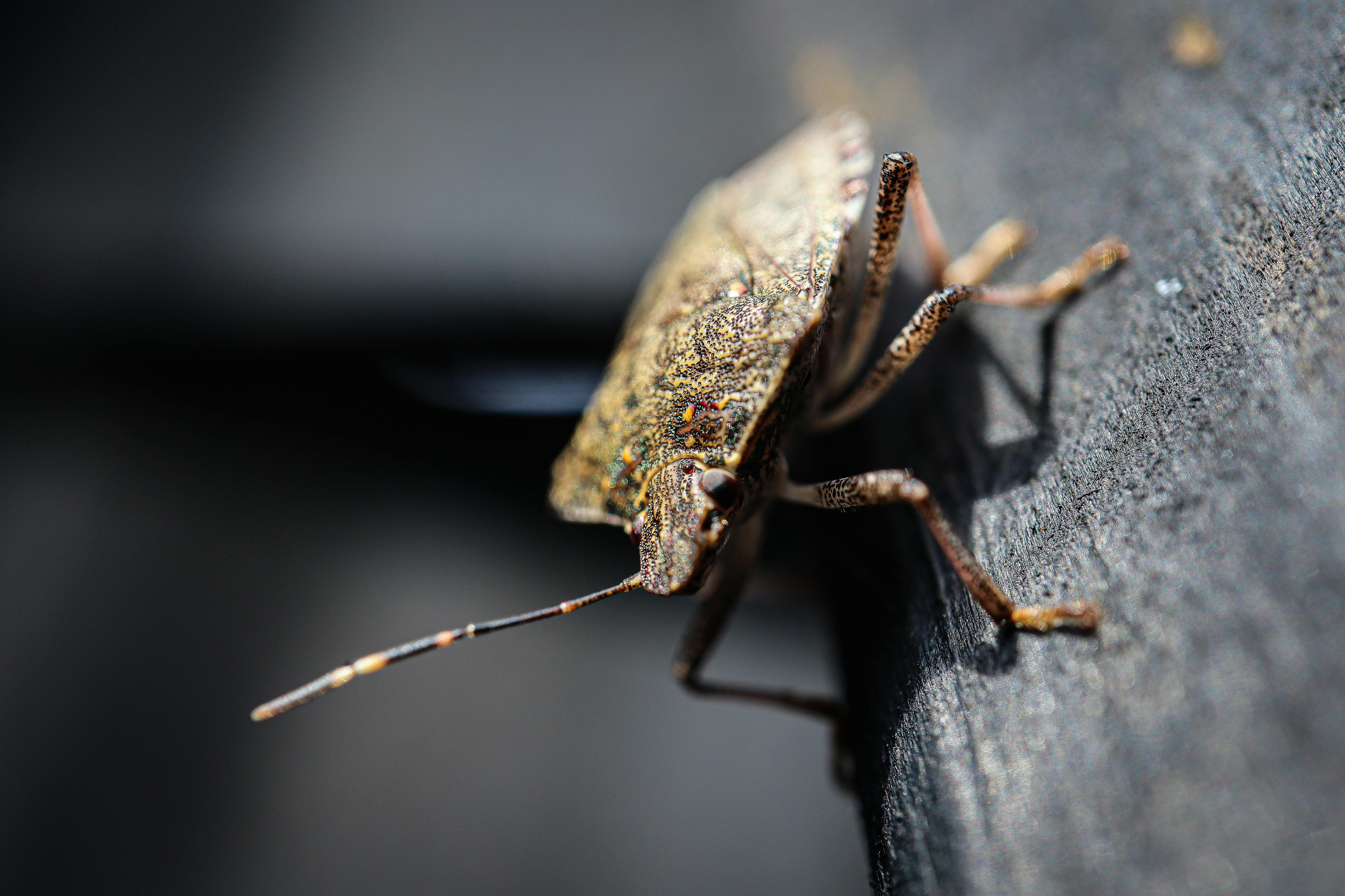 Close‑up of a brown marmorated stink bug on a leaf