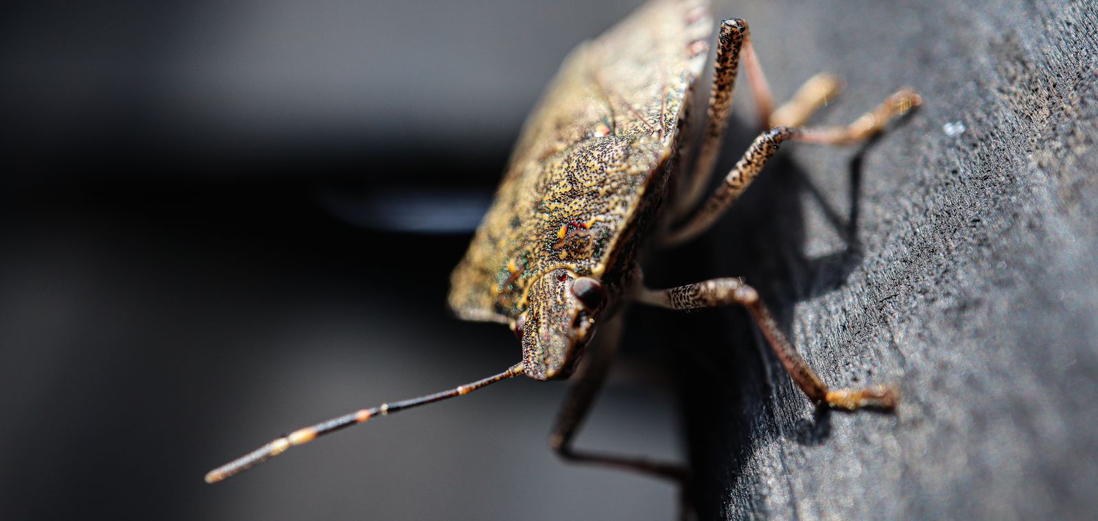 Brown marmorated stink bug on wood