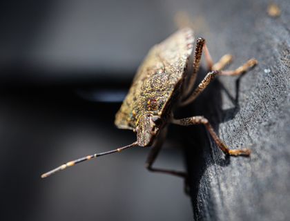 Brown marmorated stink bug on wood