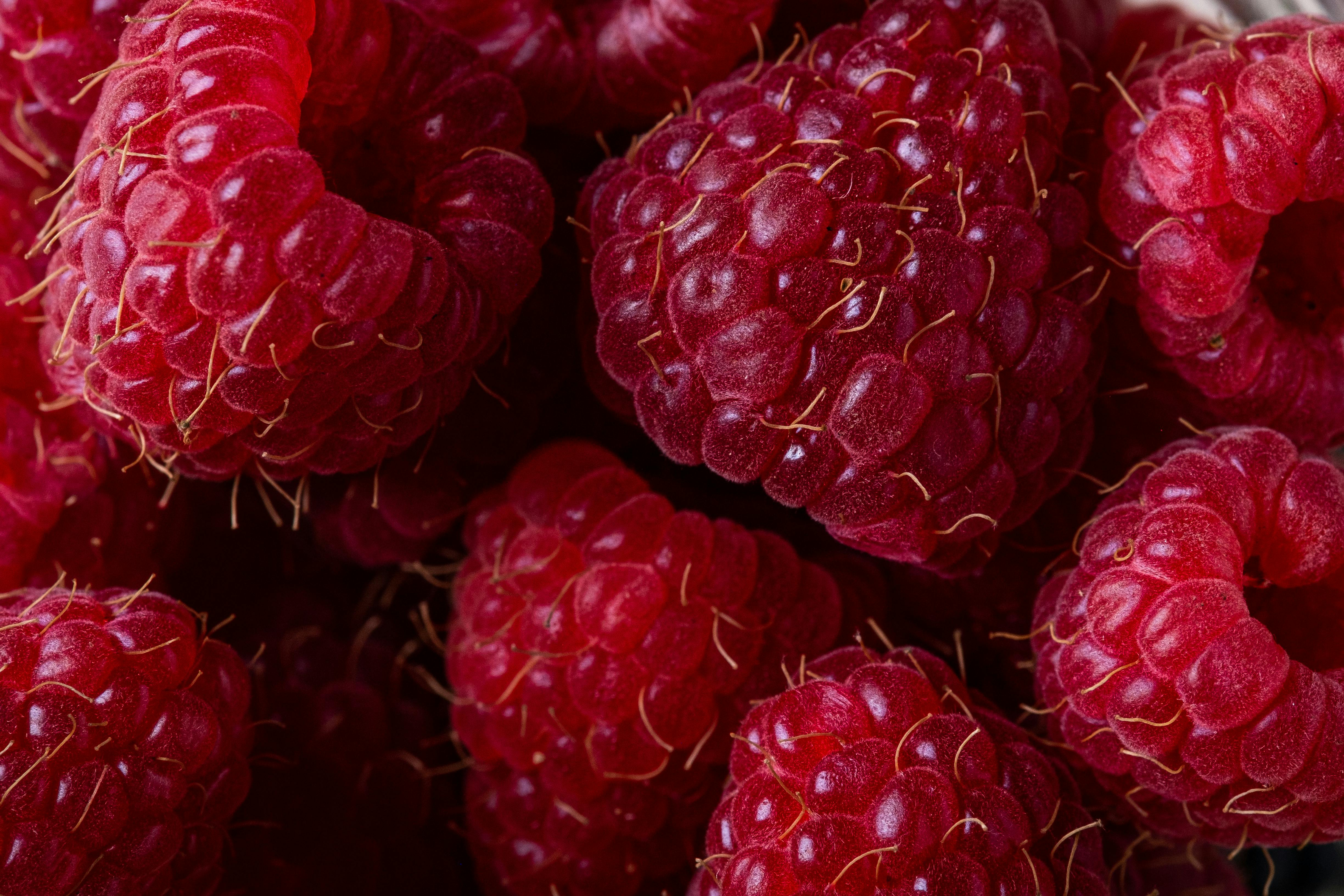 close up photo of raspberries