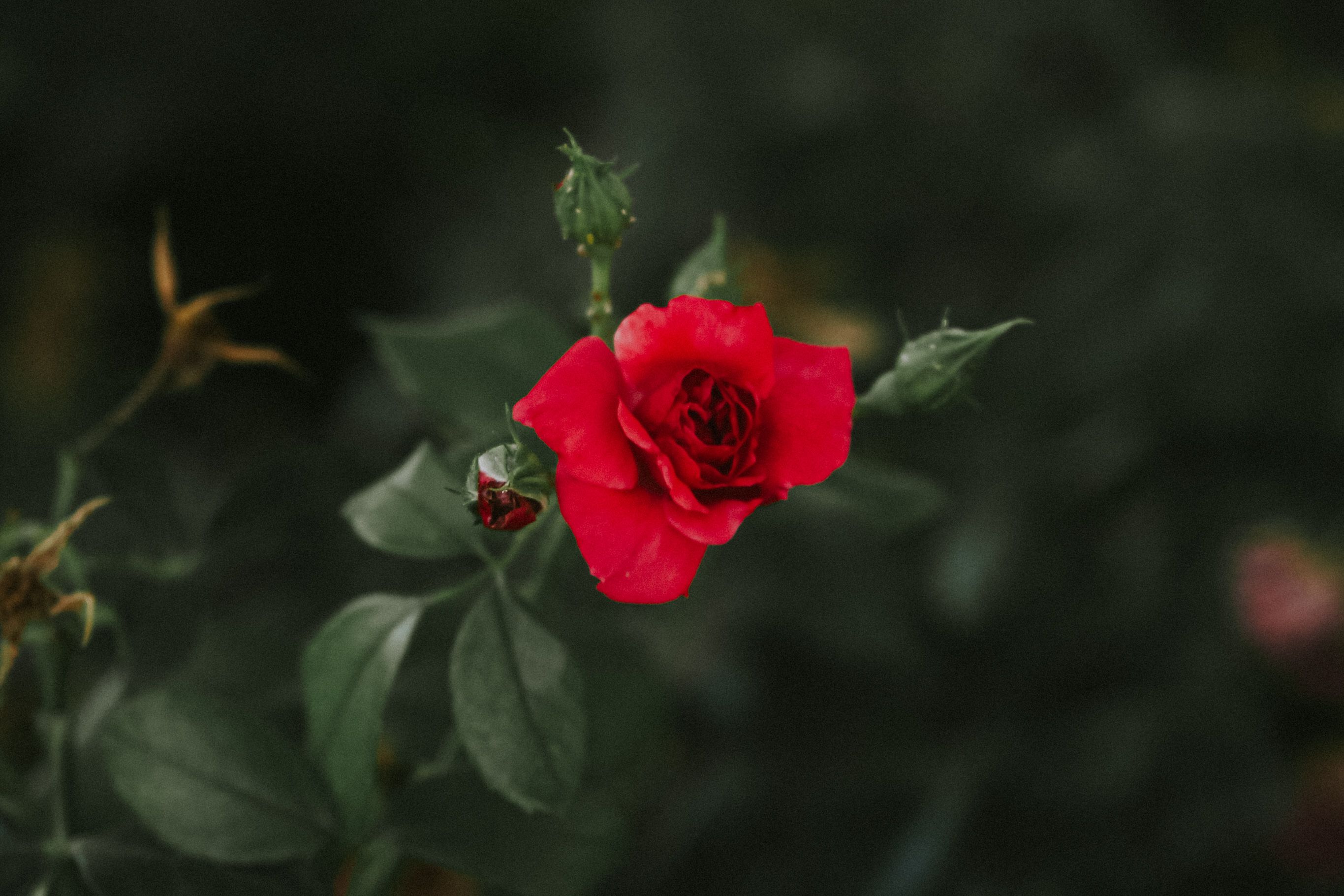 Close-up of a Vibrant Red Rose in Natural Light · Free Stock Photo