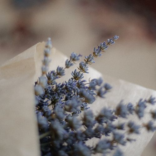 Free Close-up of a lavender bouquet wrapped in brown paper, evoking warmth and simplicity. Stock Photo