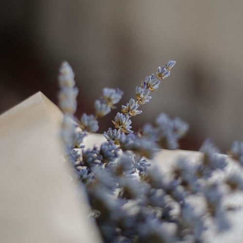 Free Lavender flowers in focus with a soft, blurred backdrop, creating a serene and calming atmosphere. Stock Photo