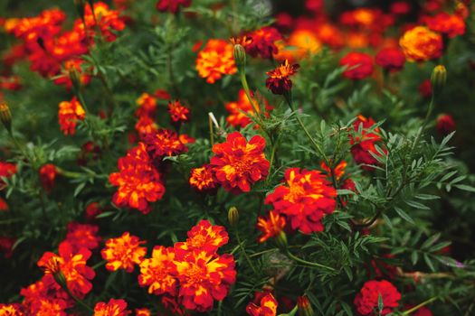 Colorful French marigold flowers blooming in a Bulgarian garden during summer.
