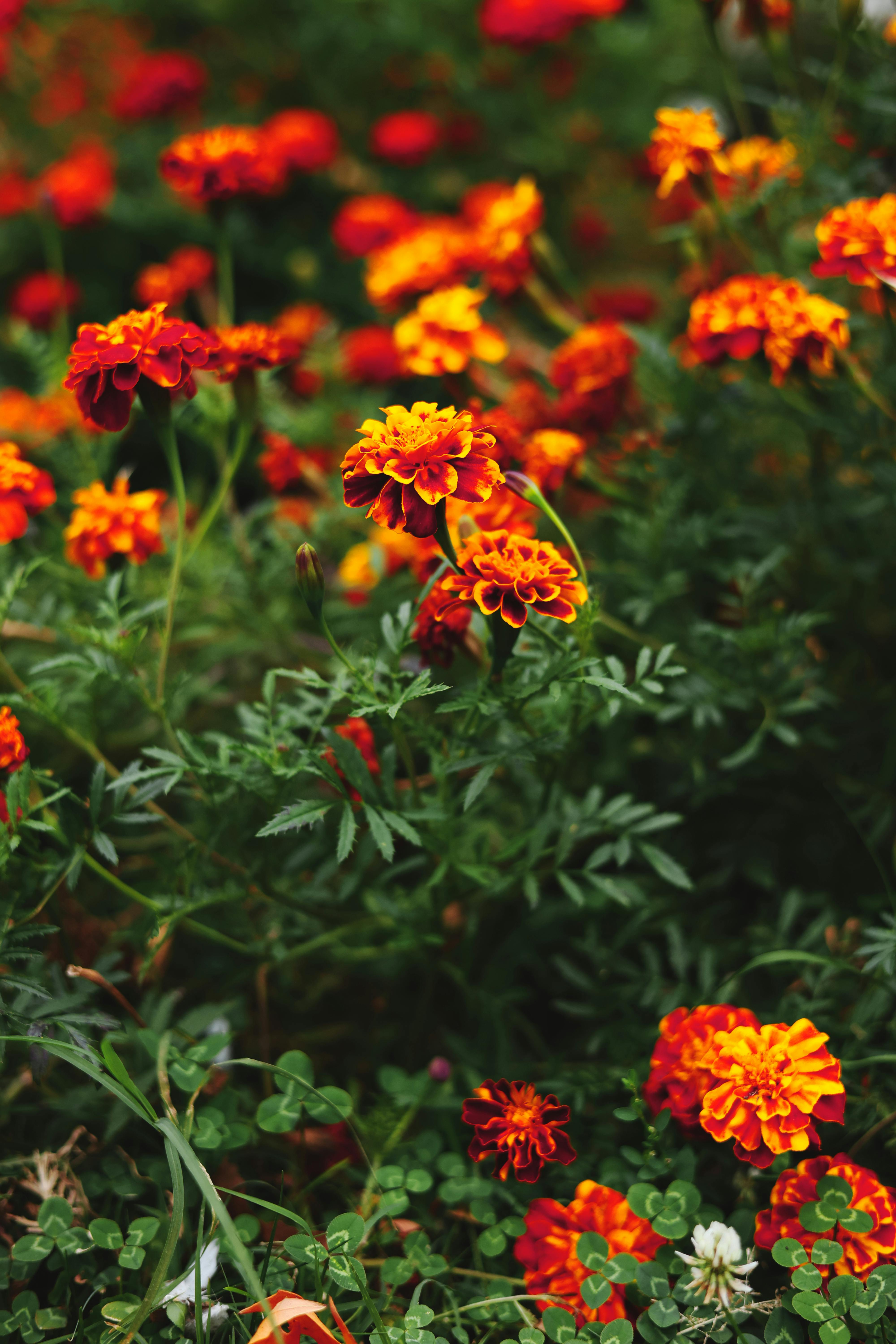 [ColoSach]-bright-orange-and-red-french-marigolds-blooming-in-a-lush-garden-setting.