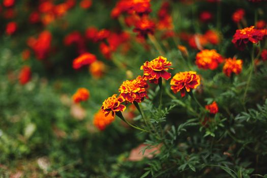 Bright marigold flowers in a Bulgarian garden, showcasing vibrant orange and red hues.