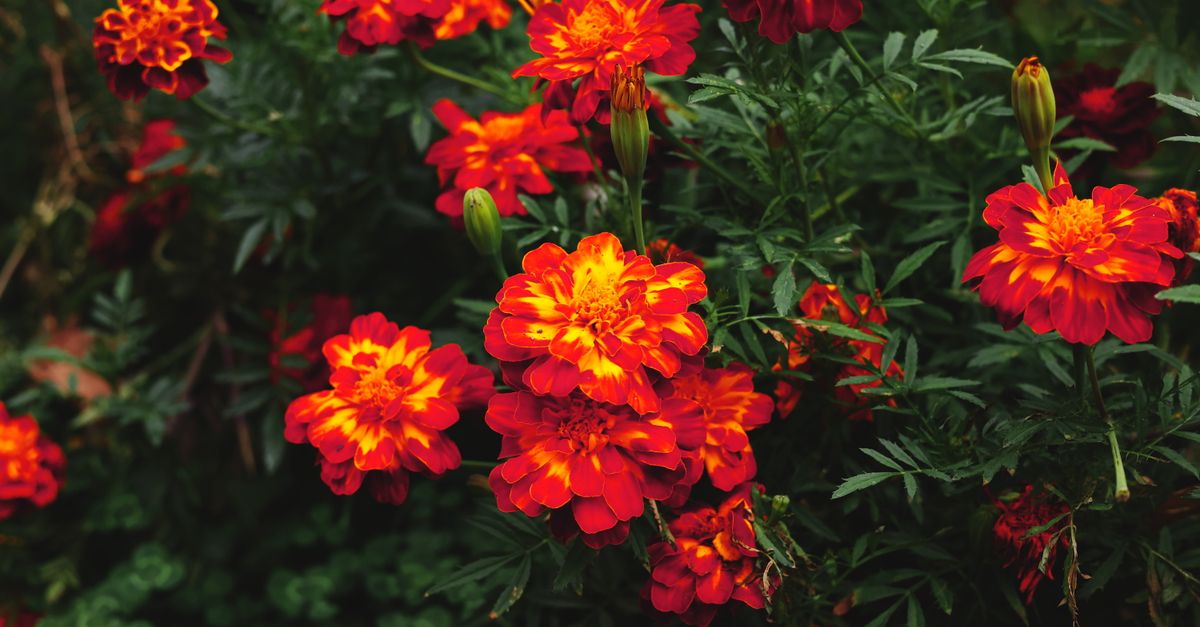 Les erreurs courantes en jardinage et comment les éviter