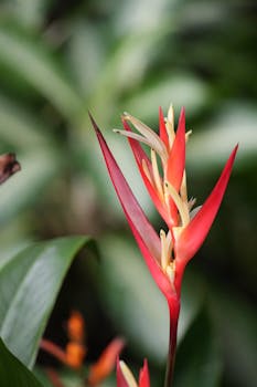 Photo by Snow Chang A stunning photo capturing a vibrant Heliconia flower in a lush tropical setting.