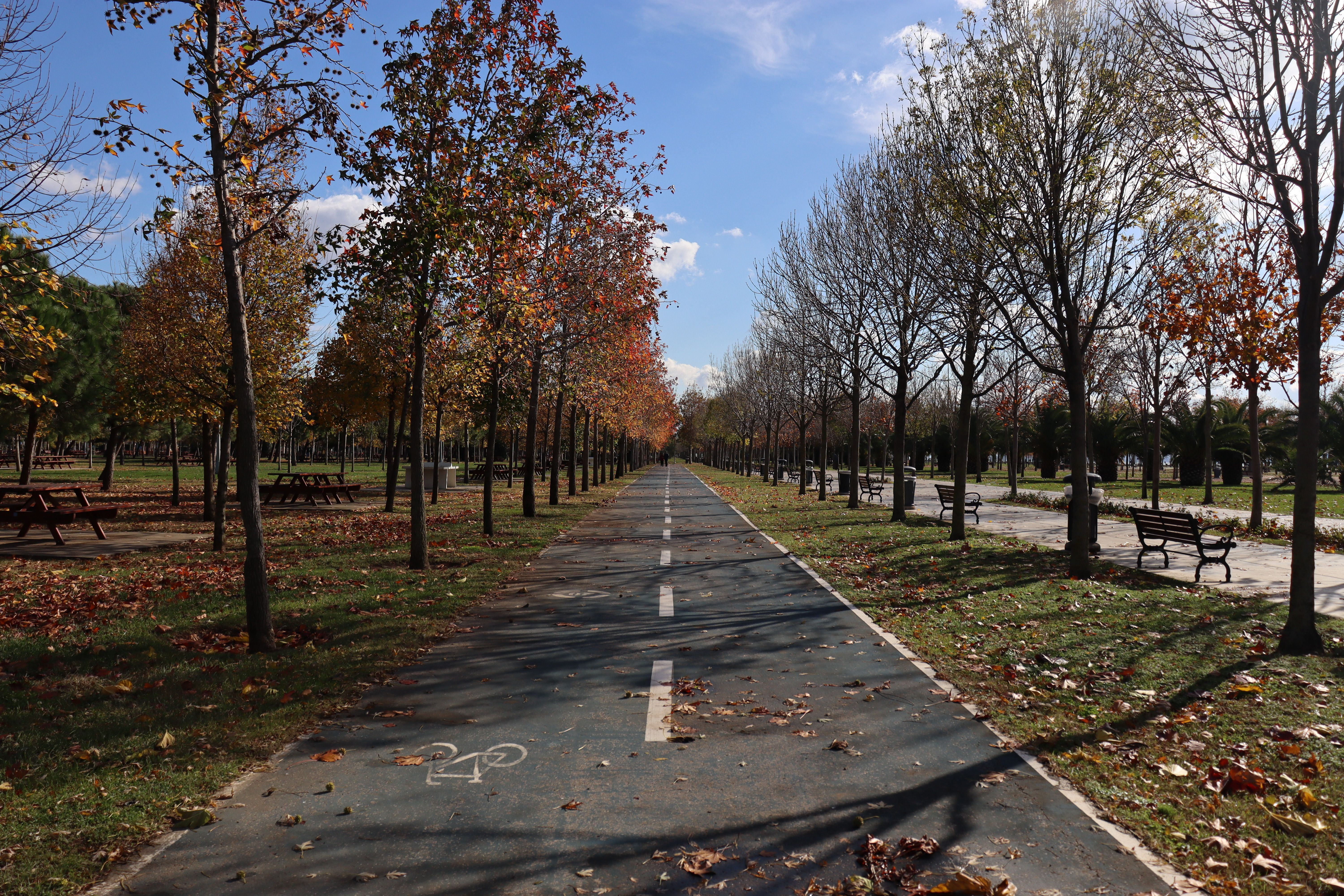 Scenic Autumn Park Pathway with Trees · Free Stock Photo