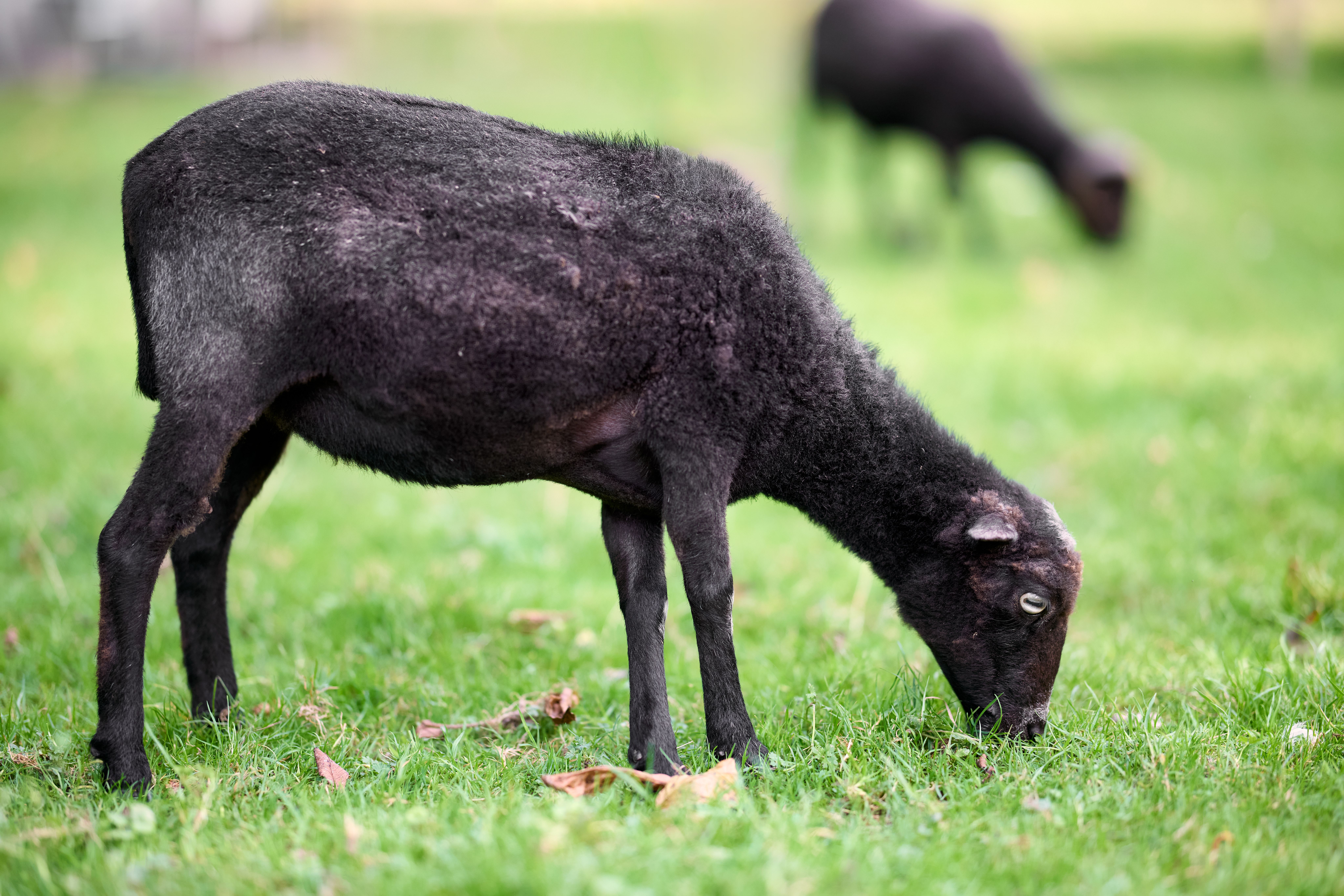 A peaceful sheep grazing in a lush green field, capturing rural serenity and nature's simplicity.