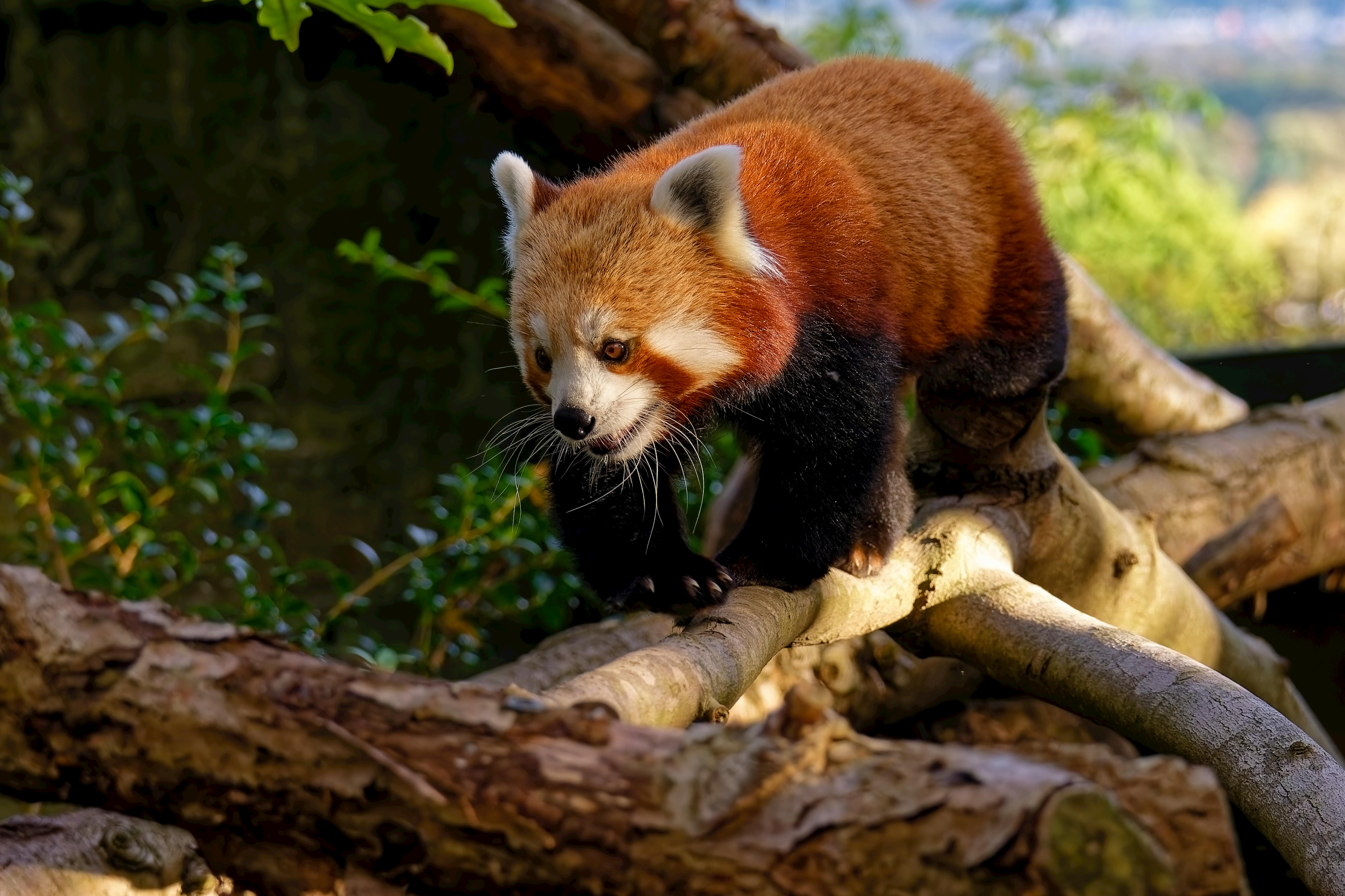 Conceptual image representing fighting friend