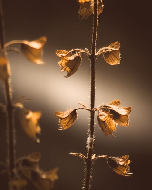 Free Close-up of dried plant stalks beautifully illuminated by warm sunlight, creating a serene and earthy mood. Stock Photo