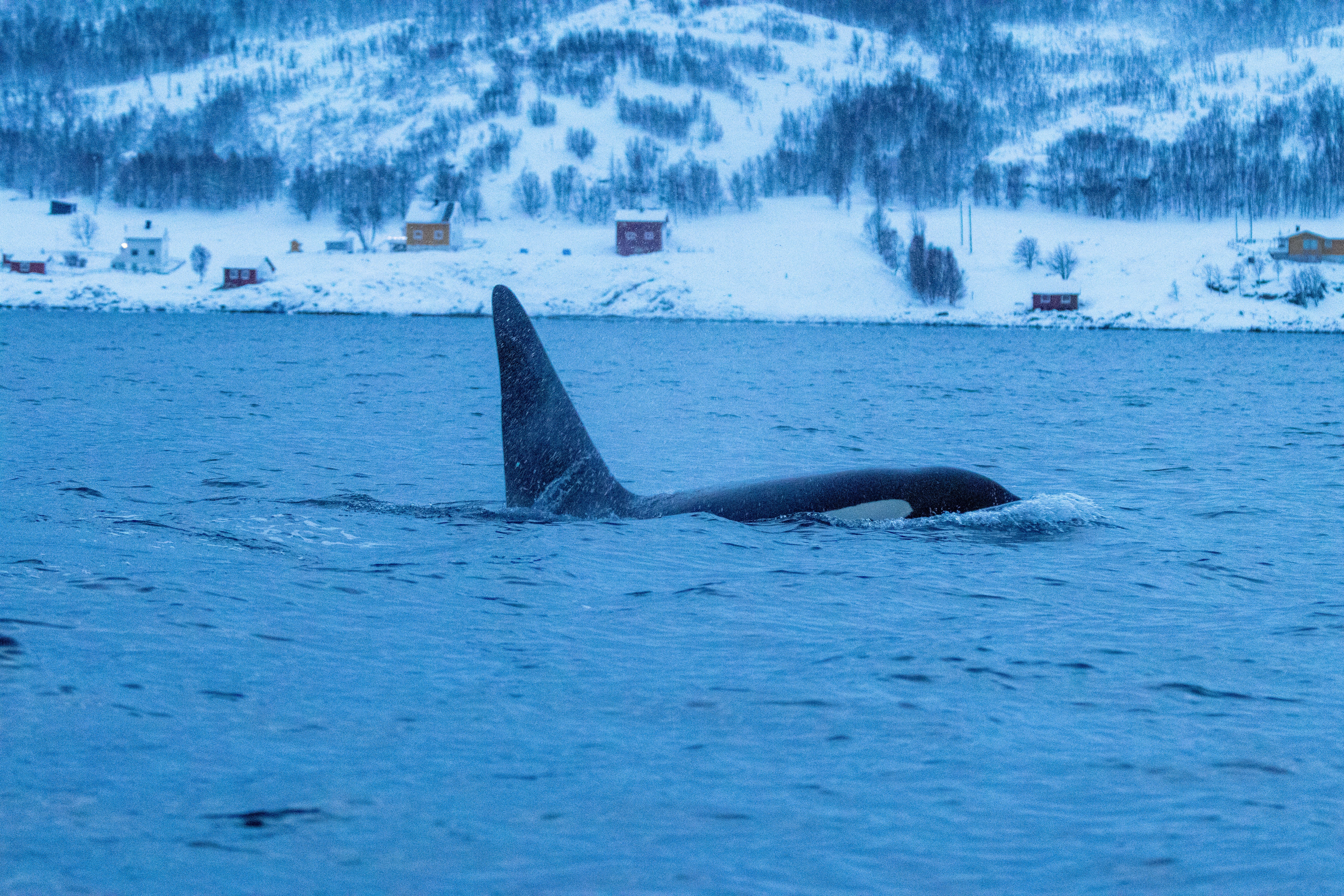 Whale Swimming