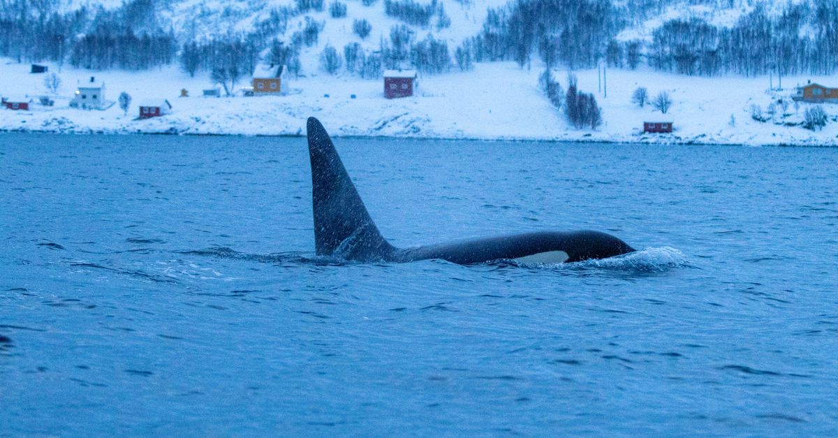 Whale Swimming