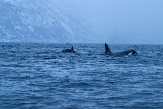 Two majestic orca whales swim in the cold Arctic sea with a snowy mountainous backdrop at dusk.