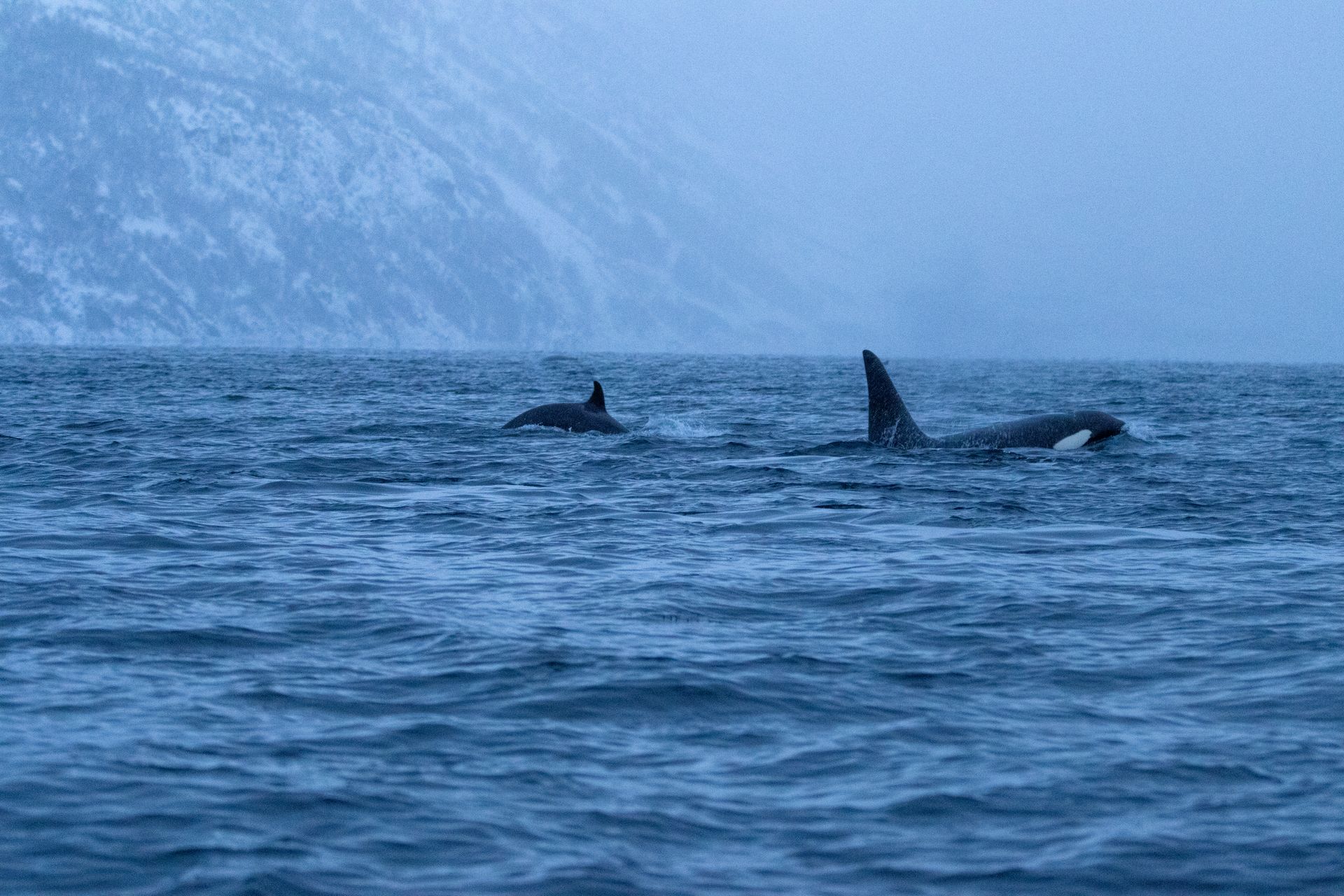 Witnessing the giants of the Pacific in their pristine island habitat