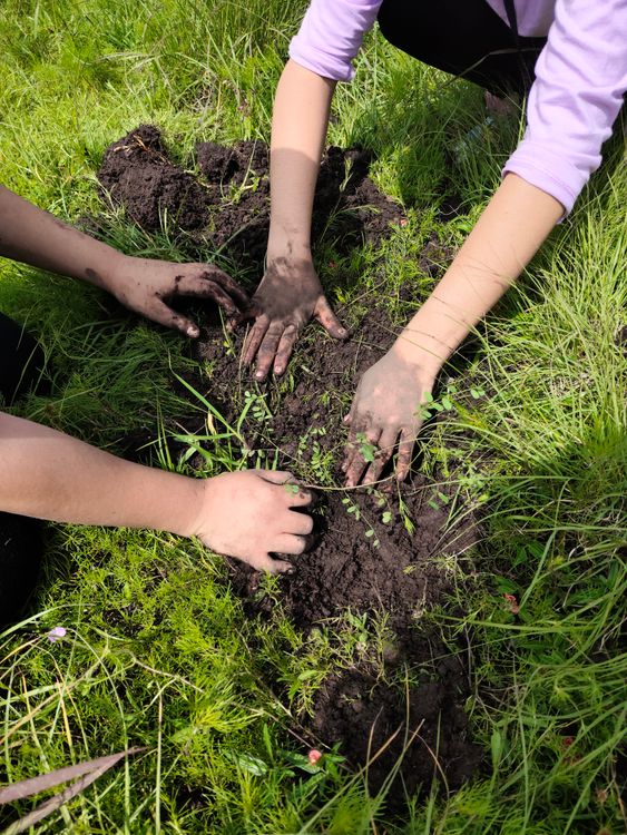 Hands planting seedlings in fresh soil