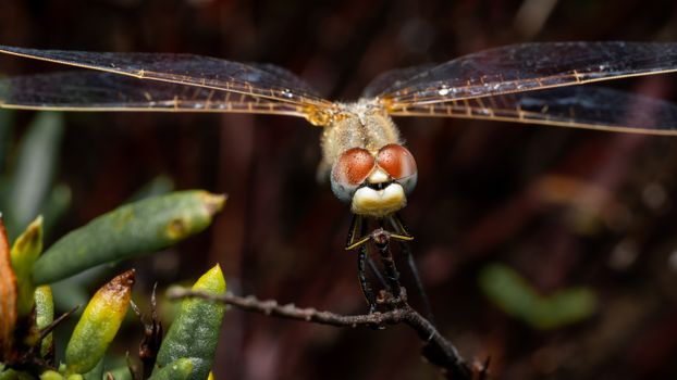 Detailed close-up of a Scarlet Dragonfly (Crocothemis erythraea) perched in Valencia, Spain.