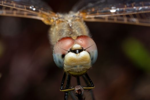 Close-up of a Scarlet Dragonfly showing intricate compound eyes and transparent wings.