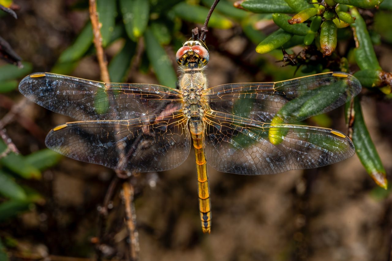 macro shot of a scarlet dragonfly crocothemis erythraea showing detail