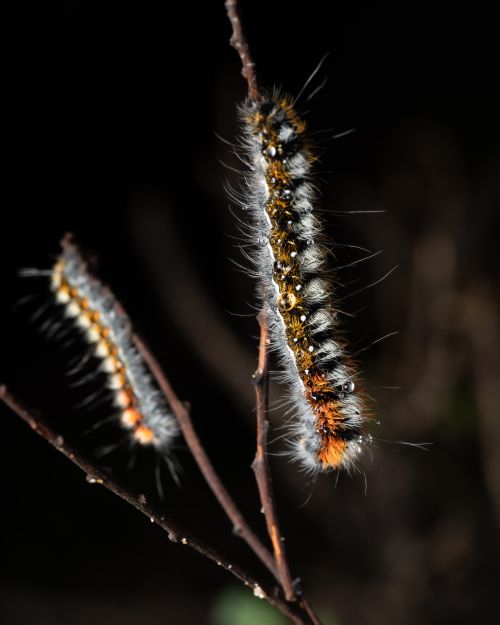 Free Close-up view of the hairy pine processionary caterpillar (Thaumetopoea pityocampa) in Valencia, Spain. Stock Photo