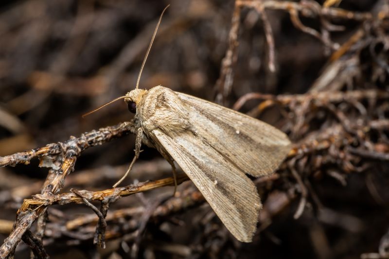 How to Get Rid of Pantry Moths