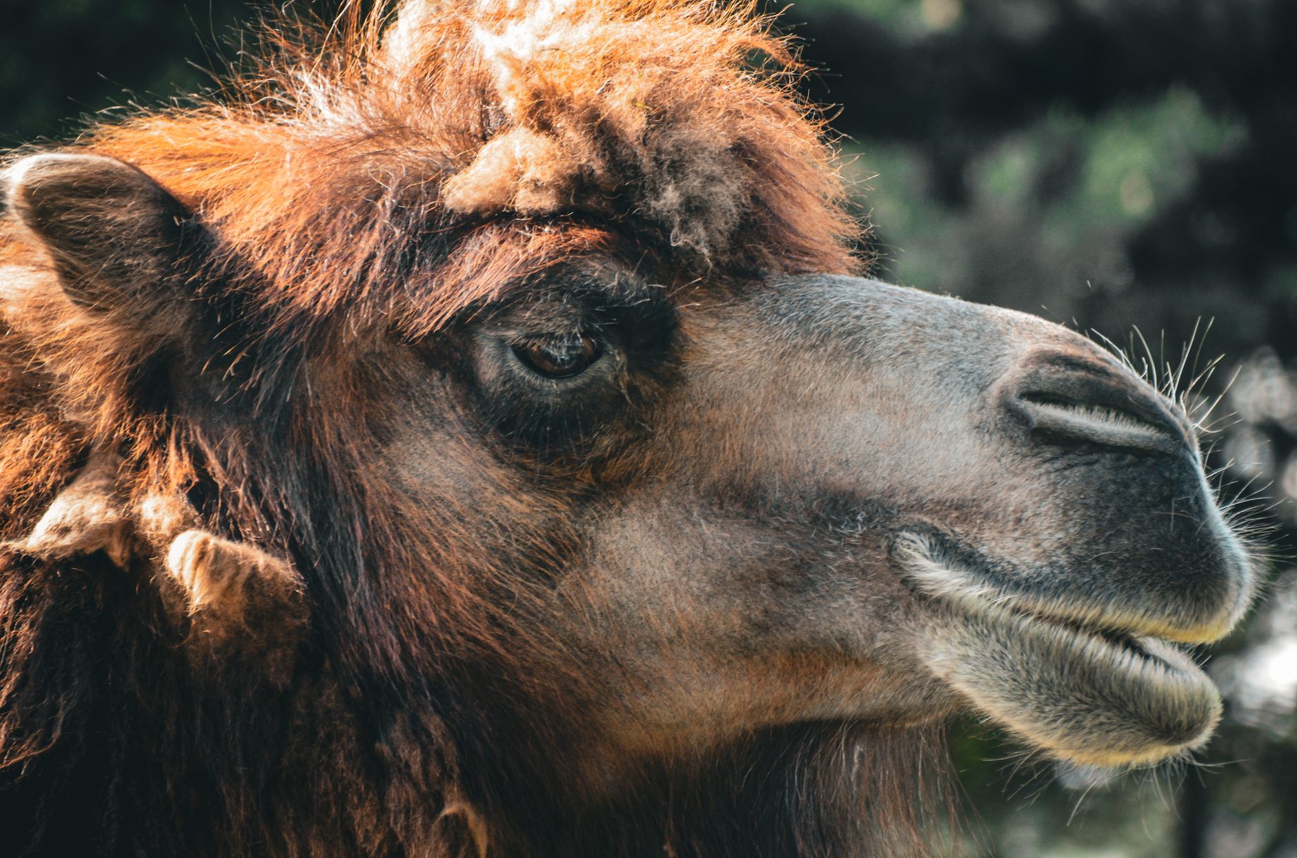AI Pipeline Revolution: Apache Camel Unleashes Multimodal Power