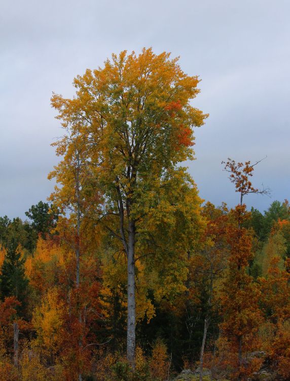 Vibrant Autumn Birch Tree in Forest Landscape · Free Stock Photo