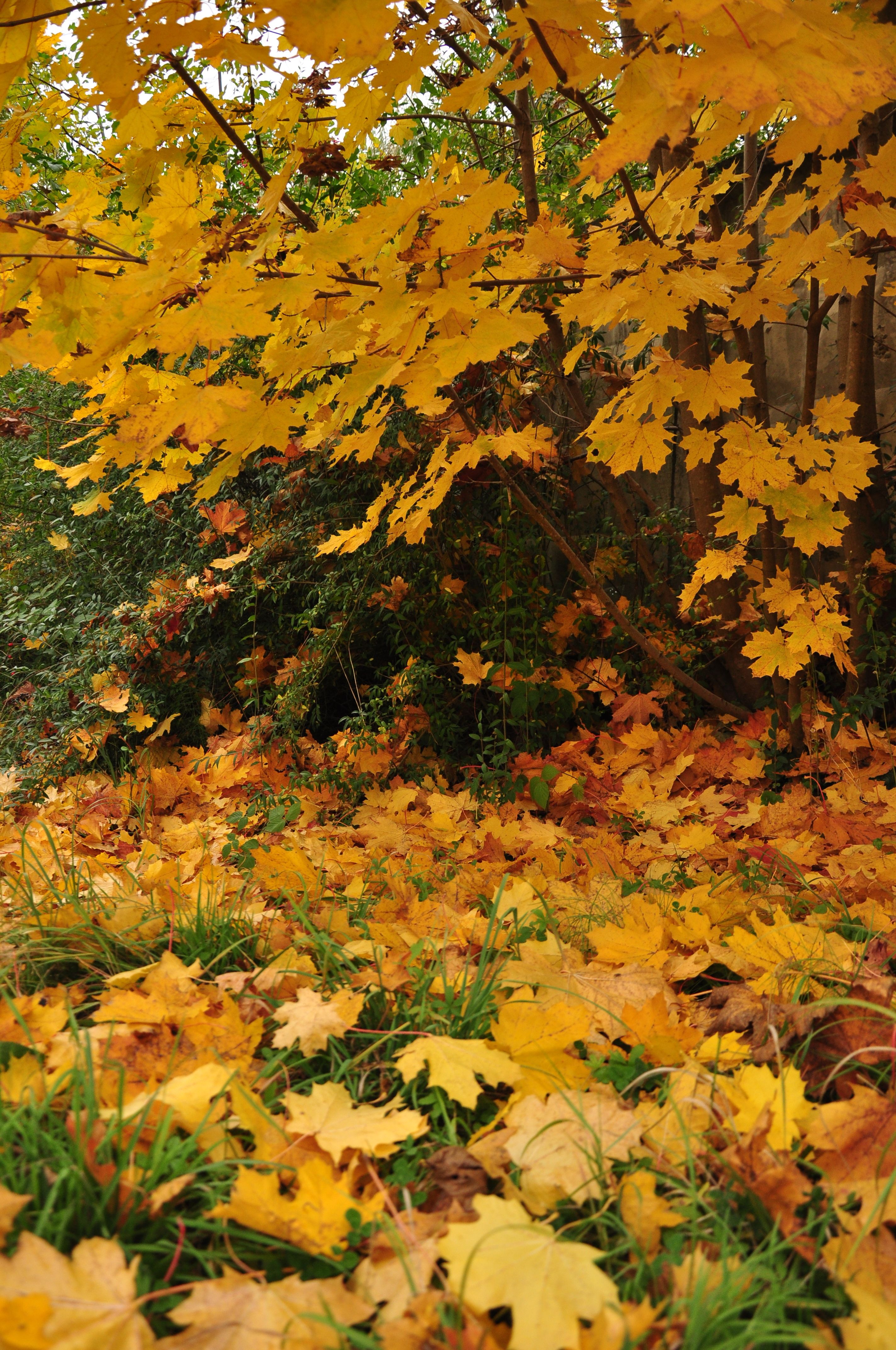 Golden Autumn Leaves on Maple Tree Outdoors · Free Stock Photo