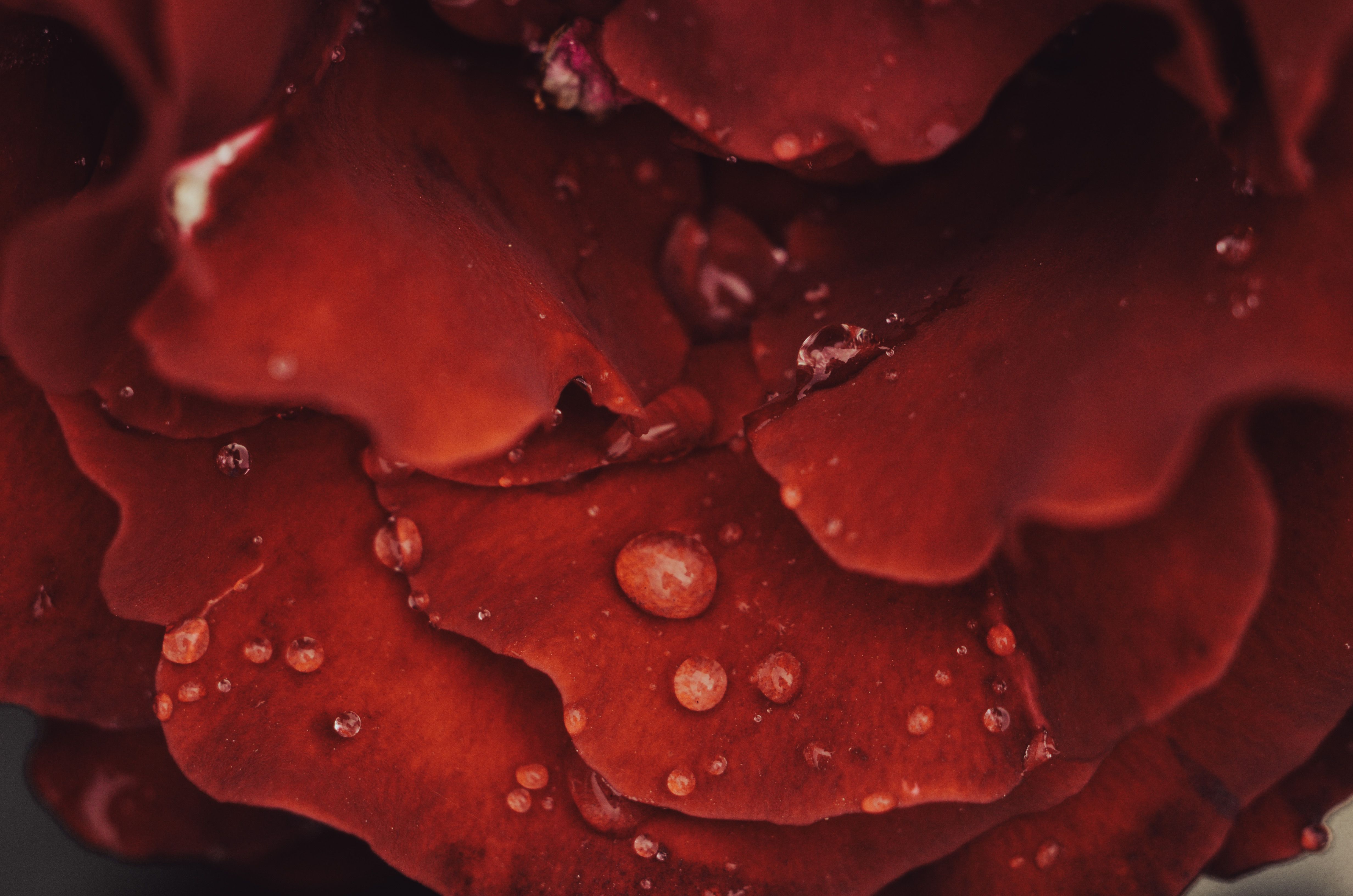 rain damaged flower petals close up