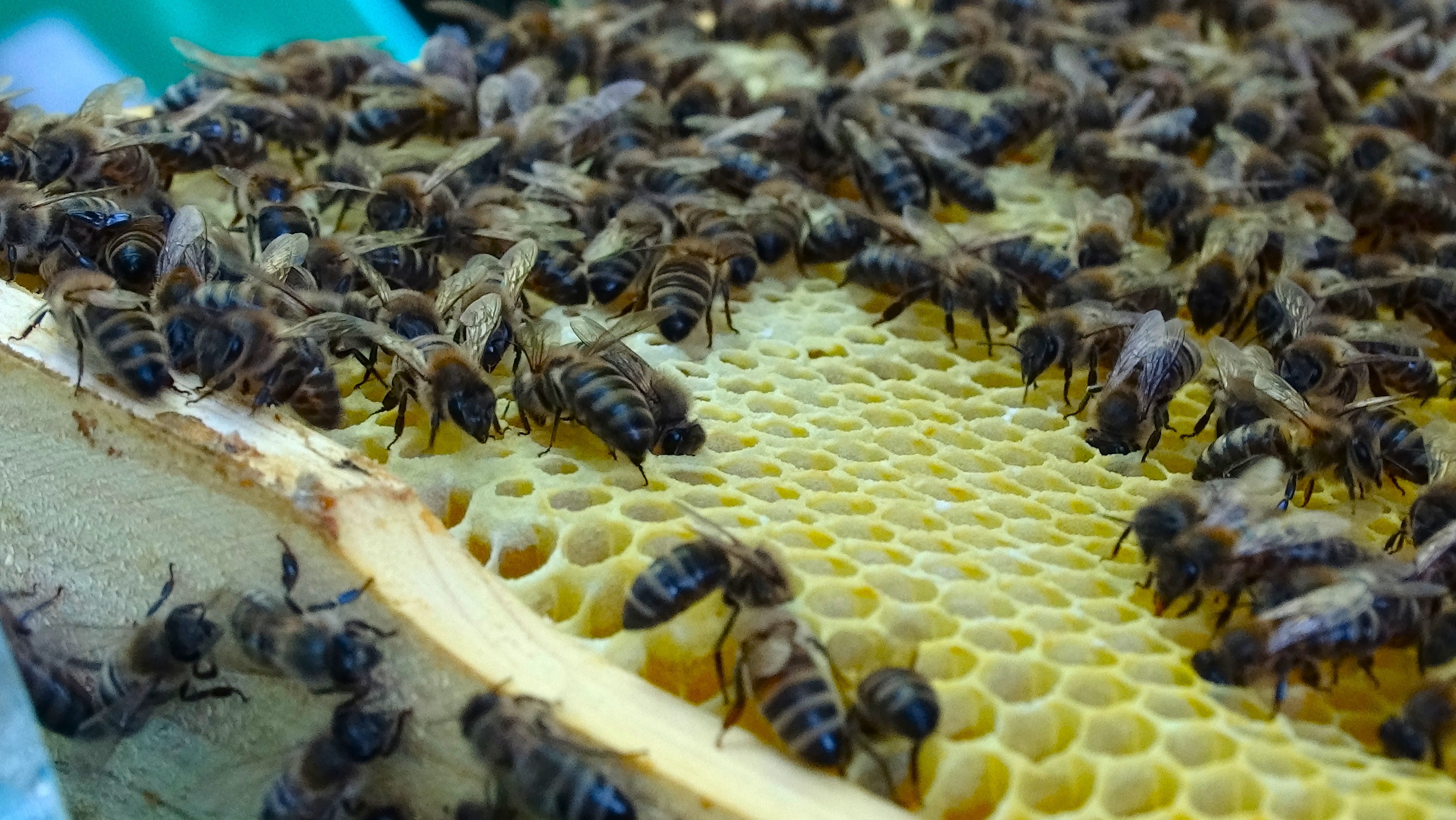 Busy Honey Bees on Honeycomb in Ukraine · Free Stock Photo