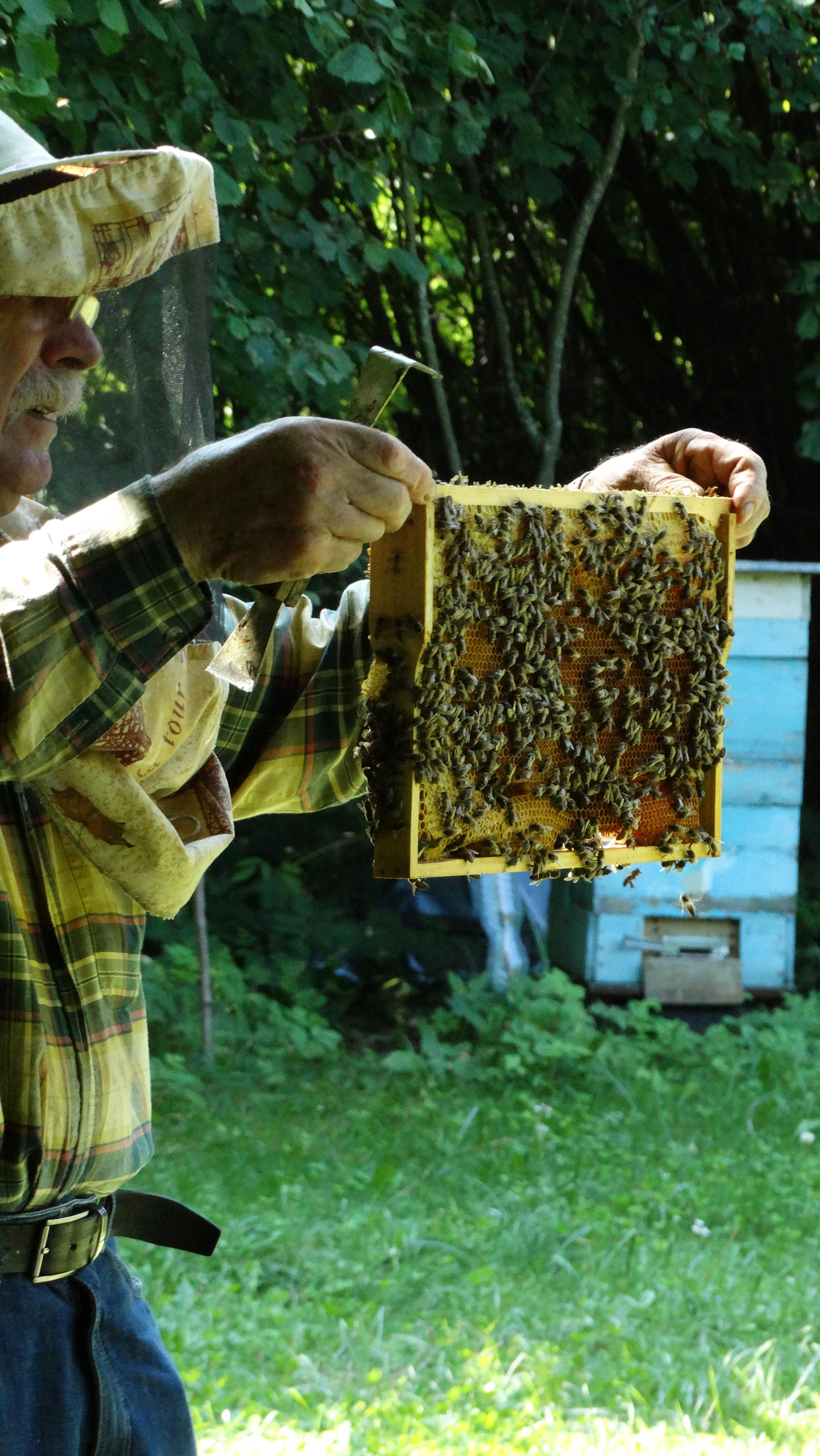 Group of U.S. Navy Veterans gathered around an active beehive, sharing laughter and camaraderie during a community beekeeping session