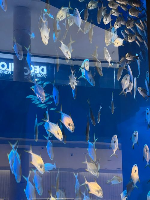Free Fish Dubai mall Stock Photo