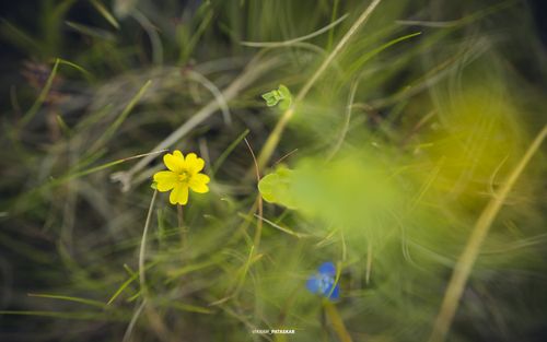 Free 🌸 Kaas Plateau – The Valley of Flowers Stock Photo