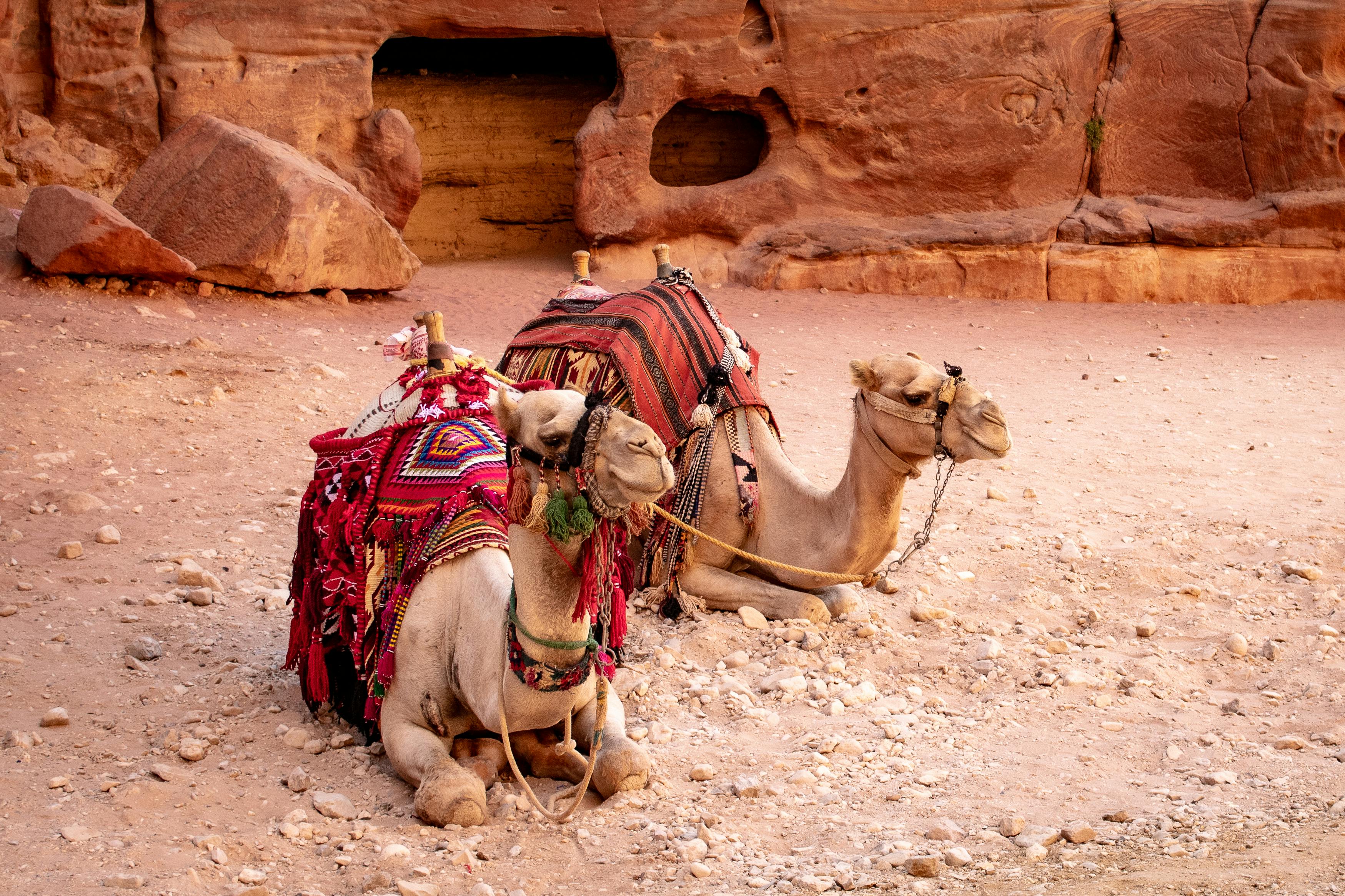 Two colorfully adorned camels resting against Petra's iconic rock formations in the desert of Jordan. - Petra