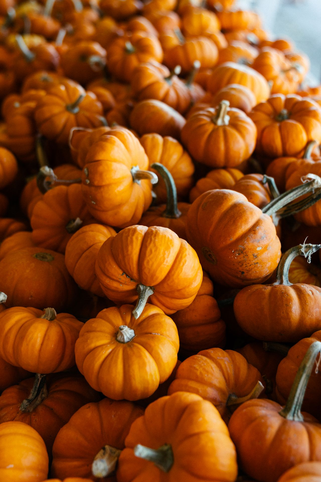 Pile of small orange pumpkins for fall decorating