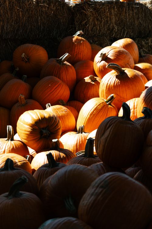 Free A bright display of harvested pumpkins with warm sunlight, perfect for fall themes. Stock Photo