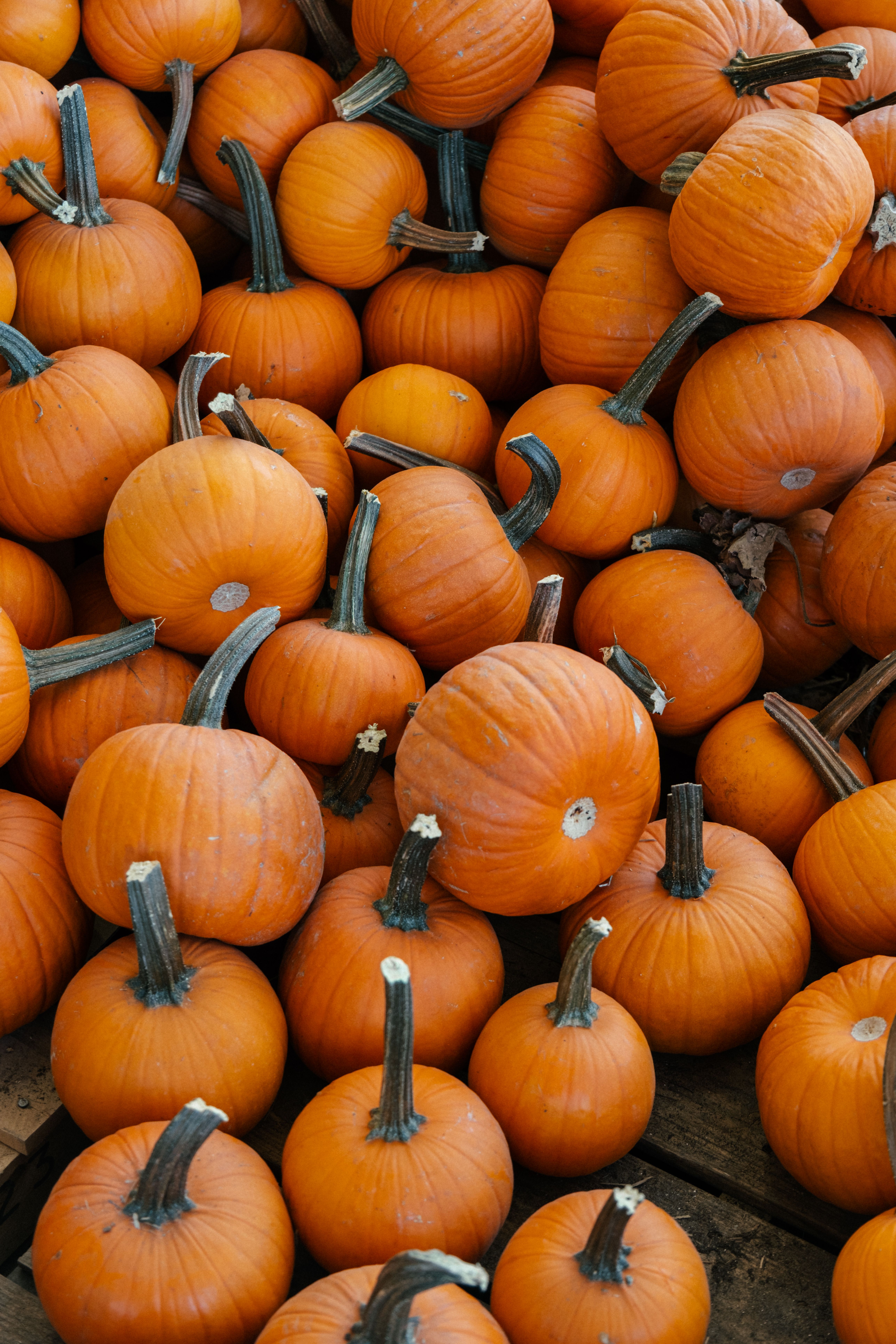 Kostenlos Eine farbenfrohe Sammlung orangefarbener Kürbisse, perfekt für Herbstthemen. Stock-Foto