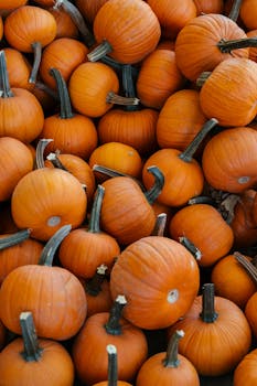 Vibrant orange pumpkins, perfect for autumn and Halloween decorations. Seasonal harvest.