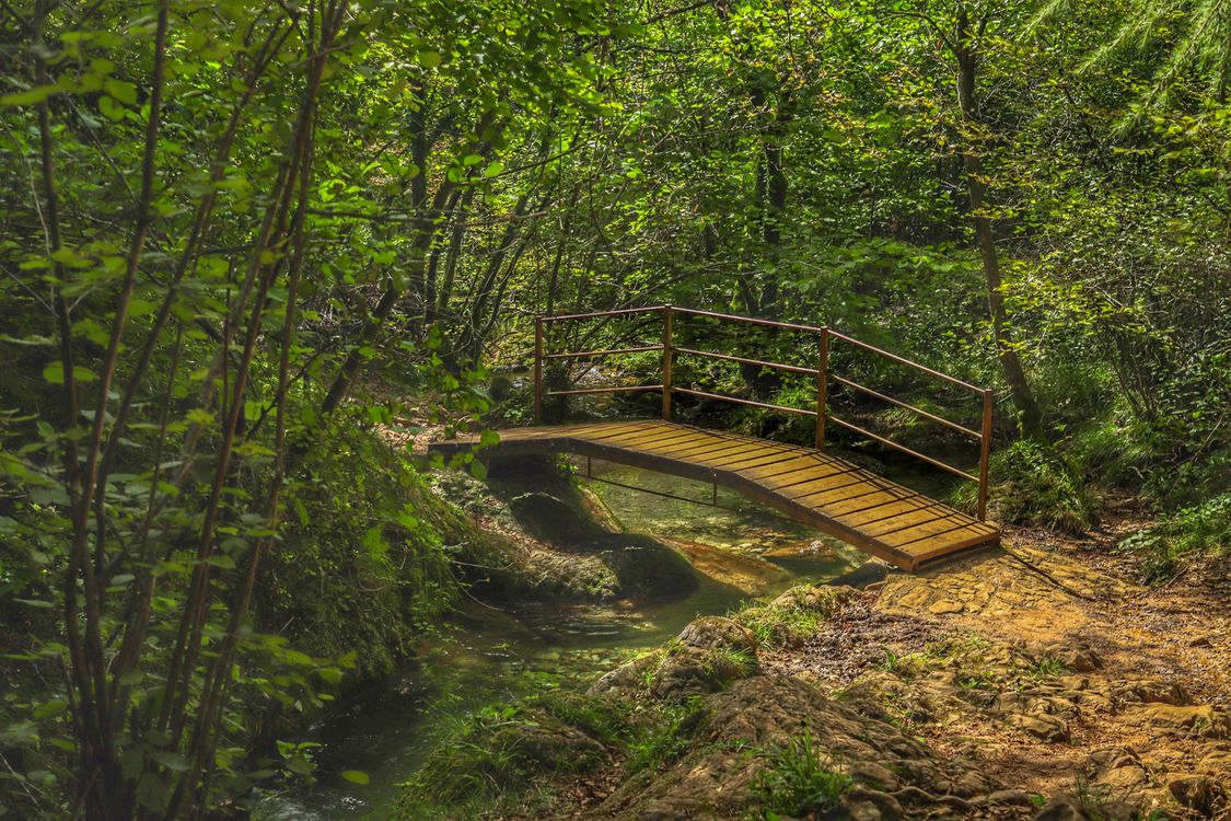 Small Forest Bridge Rustic Wooden Bridge in Lush Forest Landscape ยท Free Stock Photo