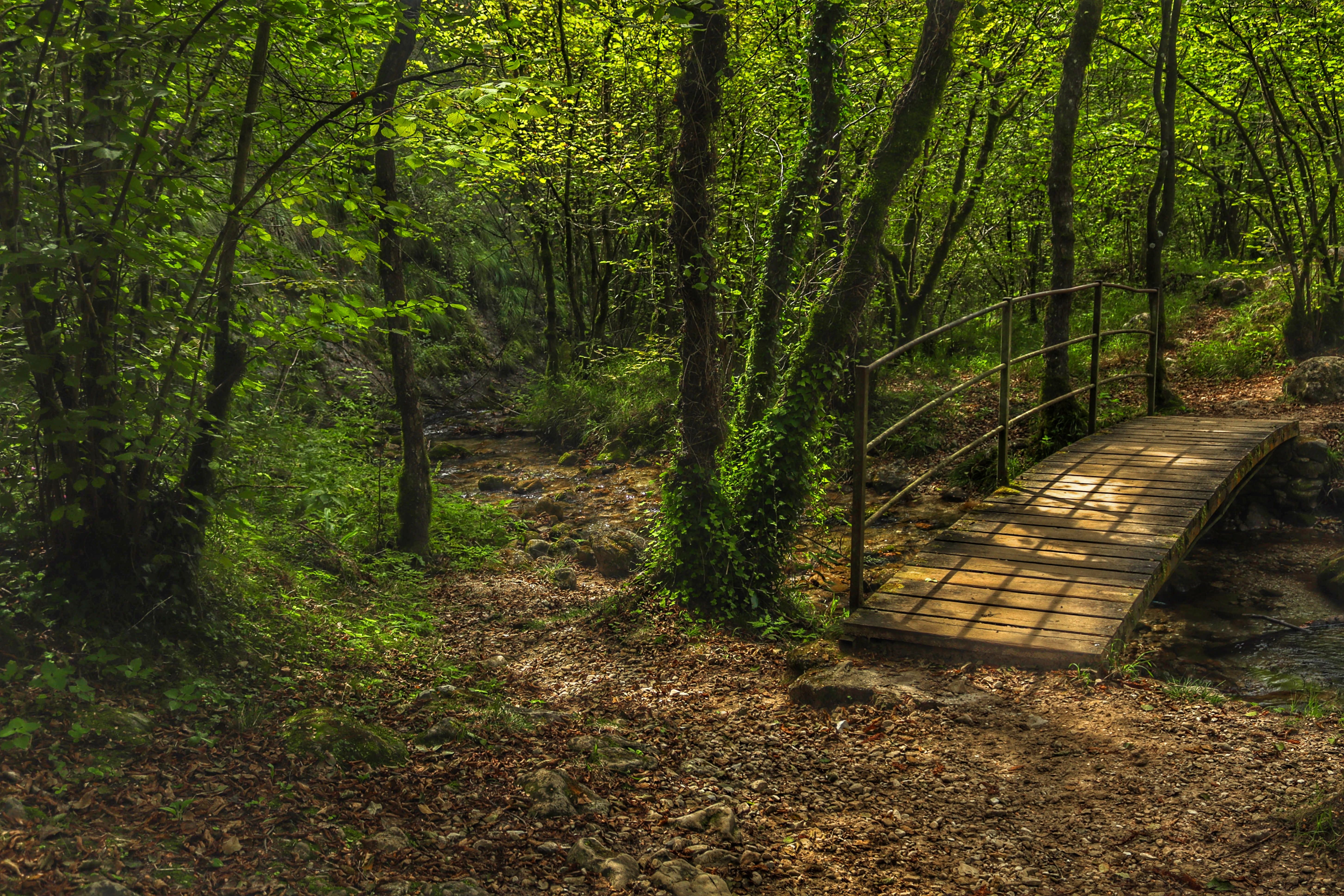Waldweg mit Lichtungen und Holzbrücke