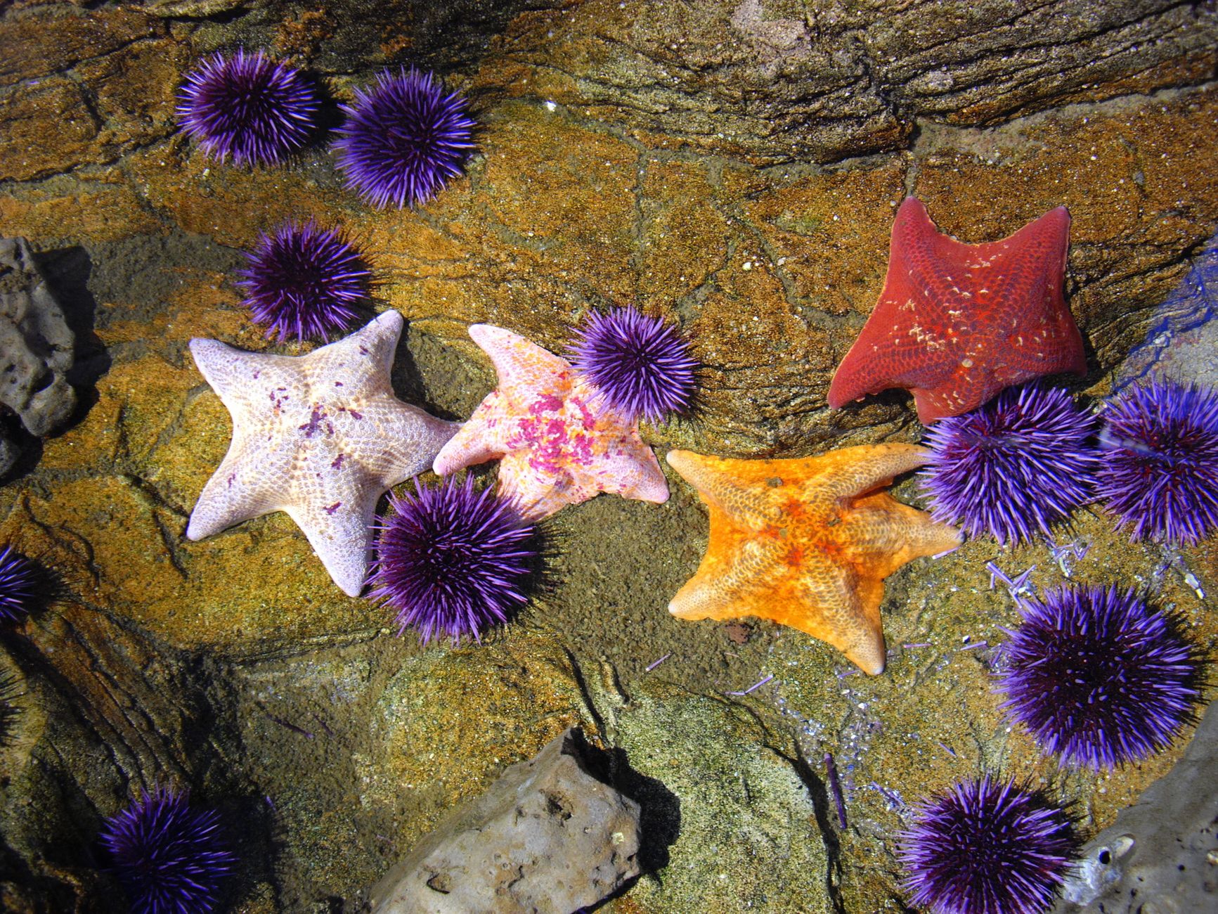 The 'Seasquatch' Is Back: A Hidden Sea Star Lair Off California