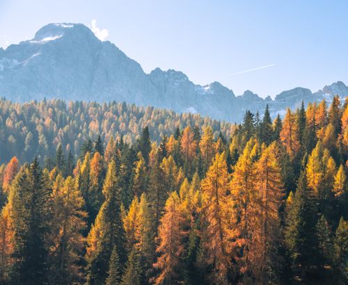 Free Golden autumn forest in the Dolomites with towering mountains under blue sky Stock Photo