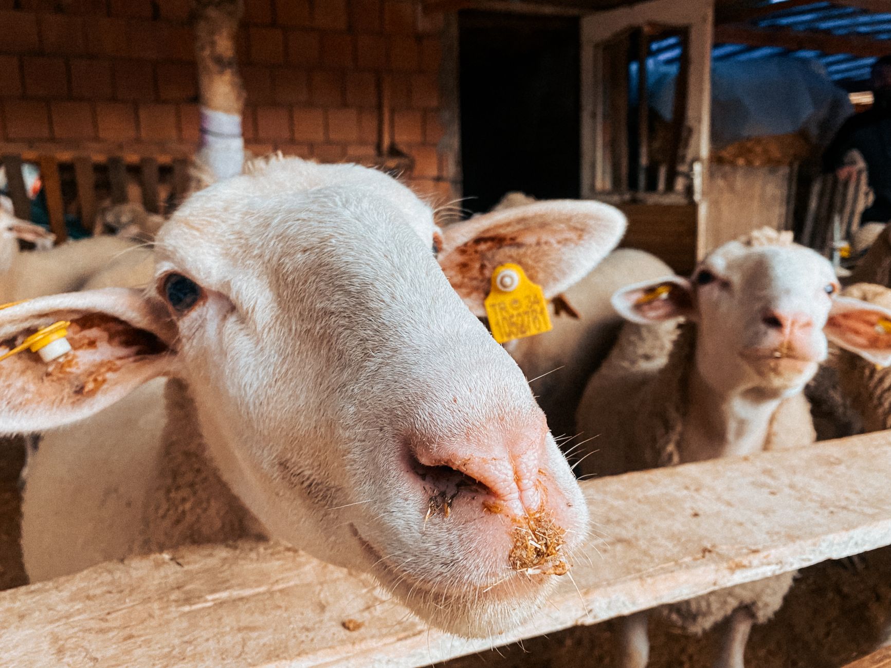 Veterinarian examining a sheep during a checkup