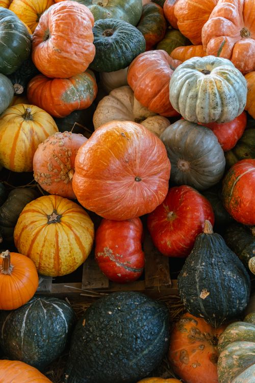 Free A vibrant collection of various pumpkins and gourds showcasing fall colors and textures. Stock Photo