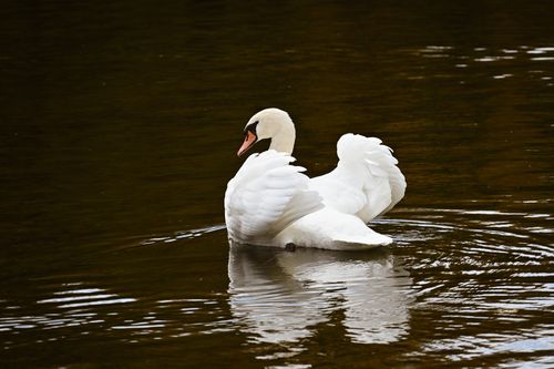 Free Elegant swan gliding across a calm lake with perfect water reflection. Stock Photo