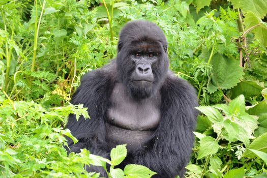 Queen Elizabeth tree-climbing lions — Uganda — Bwindi Gorillas